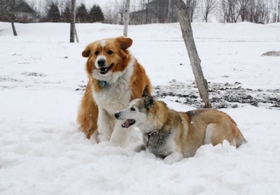 2dog.jpg